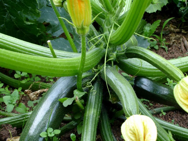Are Zucchini Poisonous